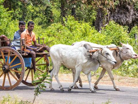 Family Highlights Of Sri Lanka