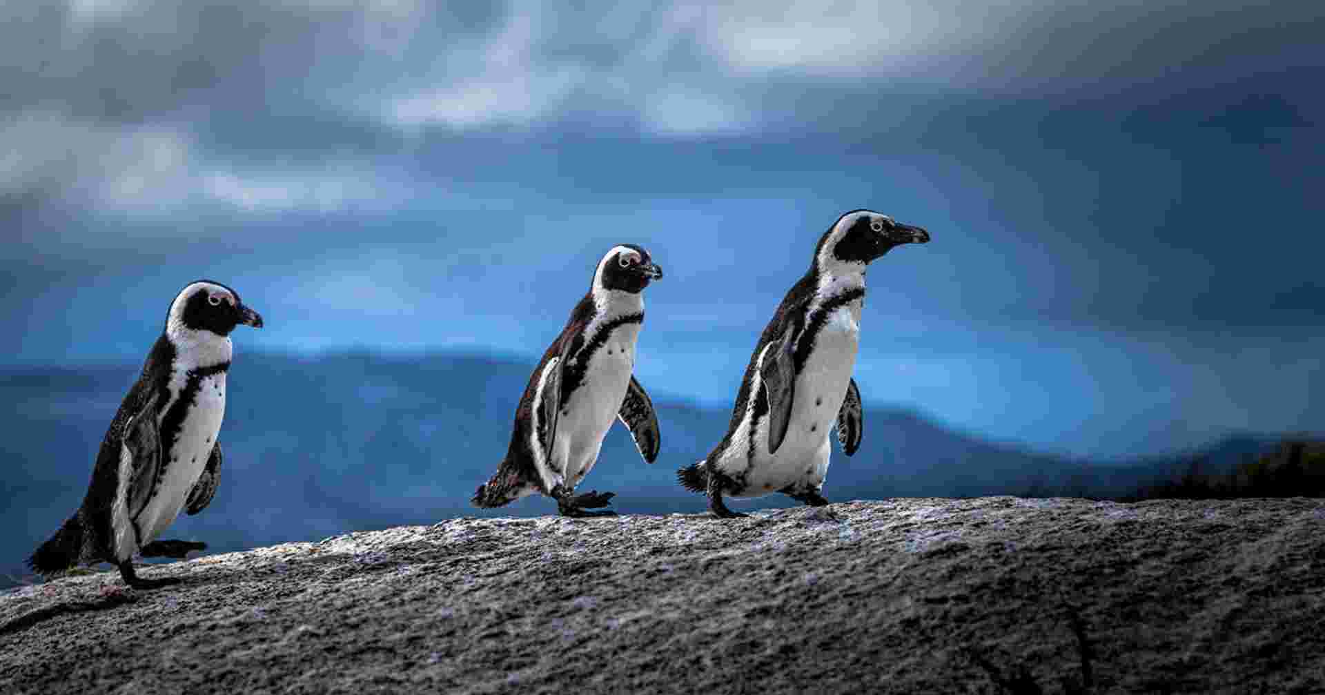 Family South Africa’s Garden Route and Safari