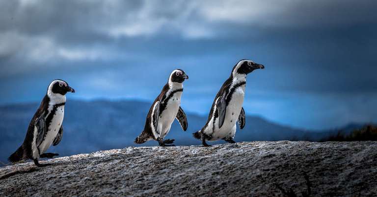 Family South Africa’s Garden Route and Safari trip - alternative tour available