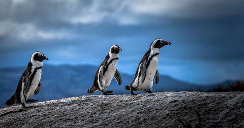 Family South Africa’s Garden Route And Safari - December 2025