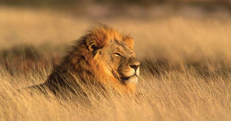 Family South Africa Safari and Beach Adventure trip - alternative tour available