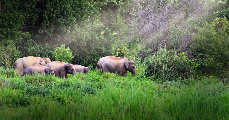 Family Thailand: Beach & Jungle Adventure - Explore - Thailand - Image 7