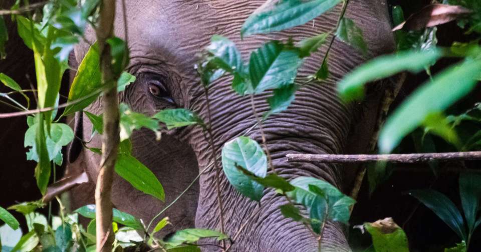 Family Thailand: Beach & Jungle Adventure - Explore - Thailand - Image 8