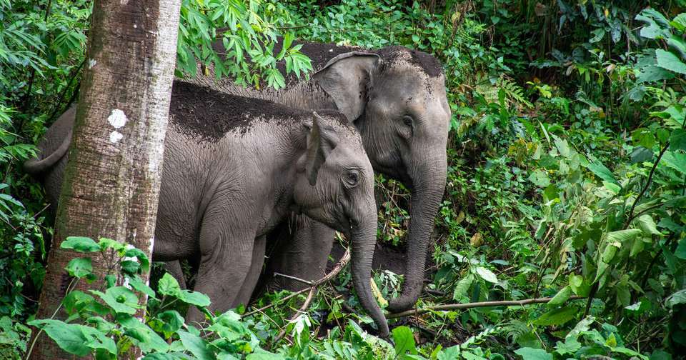 Family Thailand: Best of the North - Explore - Thailand - Image 12