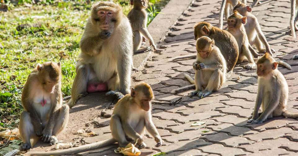 Family Thailand: Best of the North - Explore - Thailand - Image 7