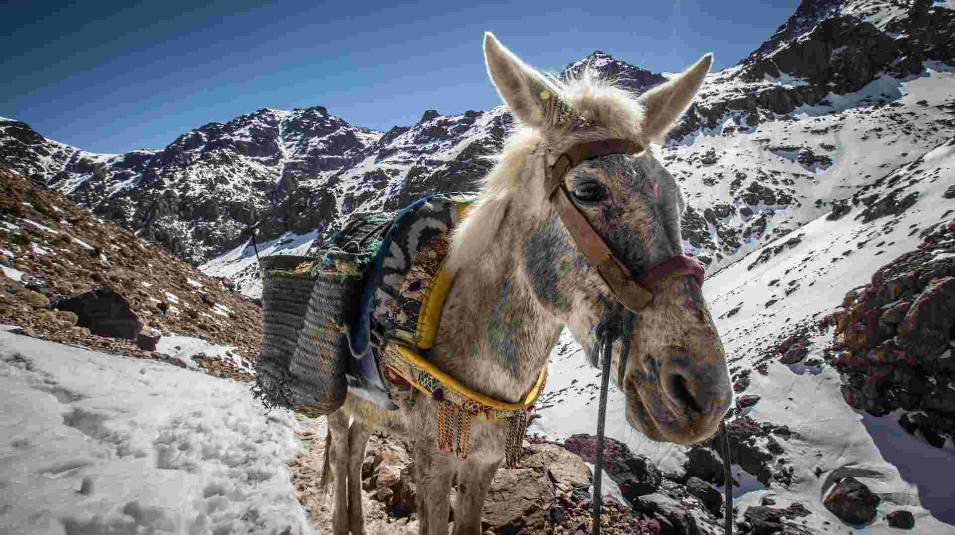 Trek in Atlas Mountains: 8 Days