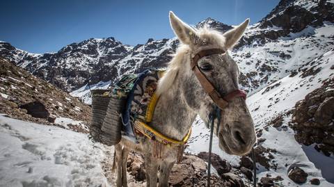 Trek In Atlas Mountains: 8 Days