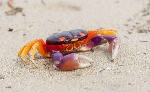 San Jose Beach Tour: Fantasy On Beaches And Volcanoes