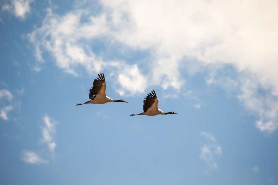Festivals of Bhutan – Black Crane - undefined - Image 1