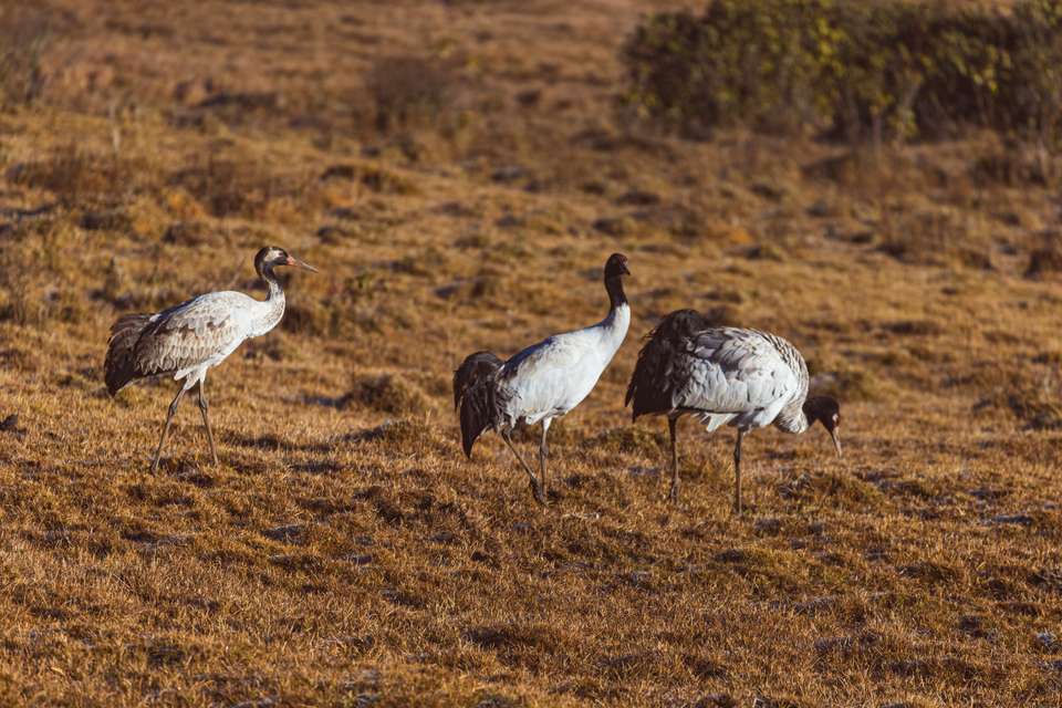 Festivals of Bhutan – Black Crane - undefined - Image 19