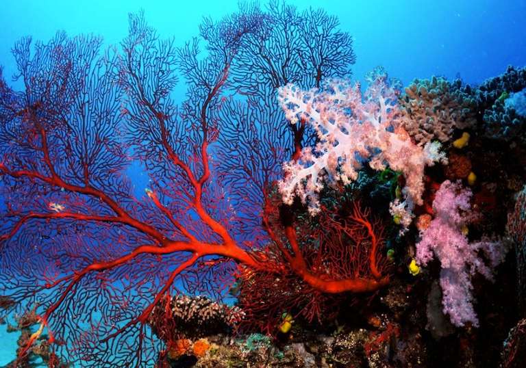 Fiji Reef and Retreat trip - alternative tour available