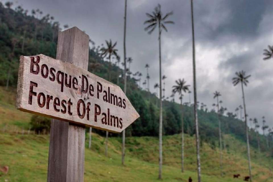 Filandia, Salento and Cocora Valley Tour from Pereira - Tangol Tours - Colombia - Image 2