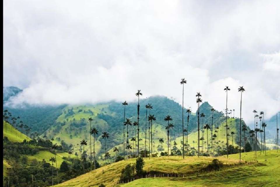 Filandia, Salento and Cocora Valley Tour from Pereira - Tangol Tours - Colombia - Image 3