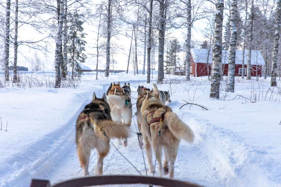 Finland Family Winter Adventure - Exodus Adventure Travels - Finland - Image 22