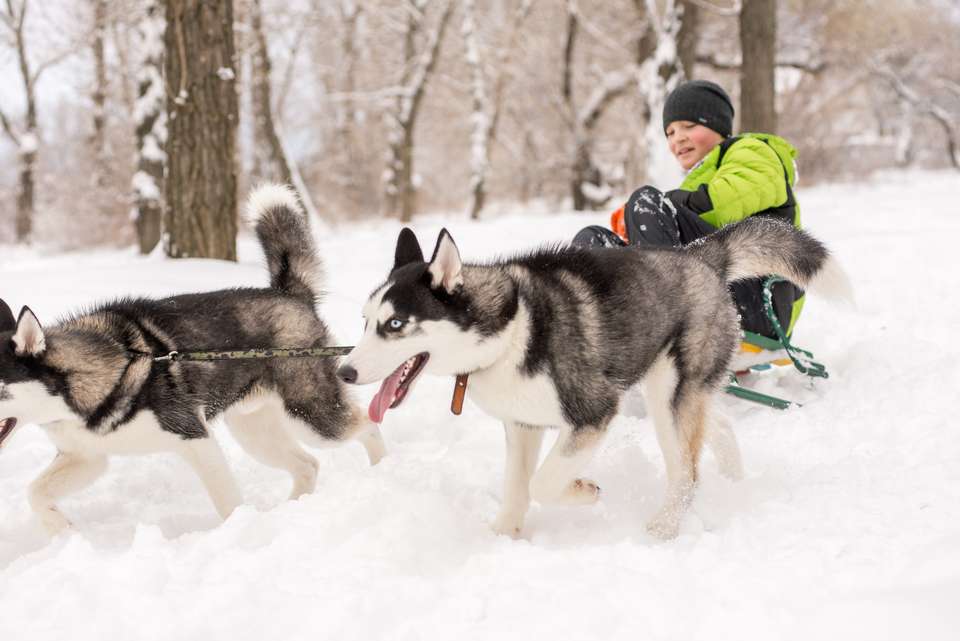 Finland Family Winter Adventure - Exodus Adventure Travels - Finland - Image 20