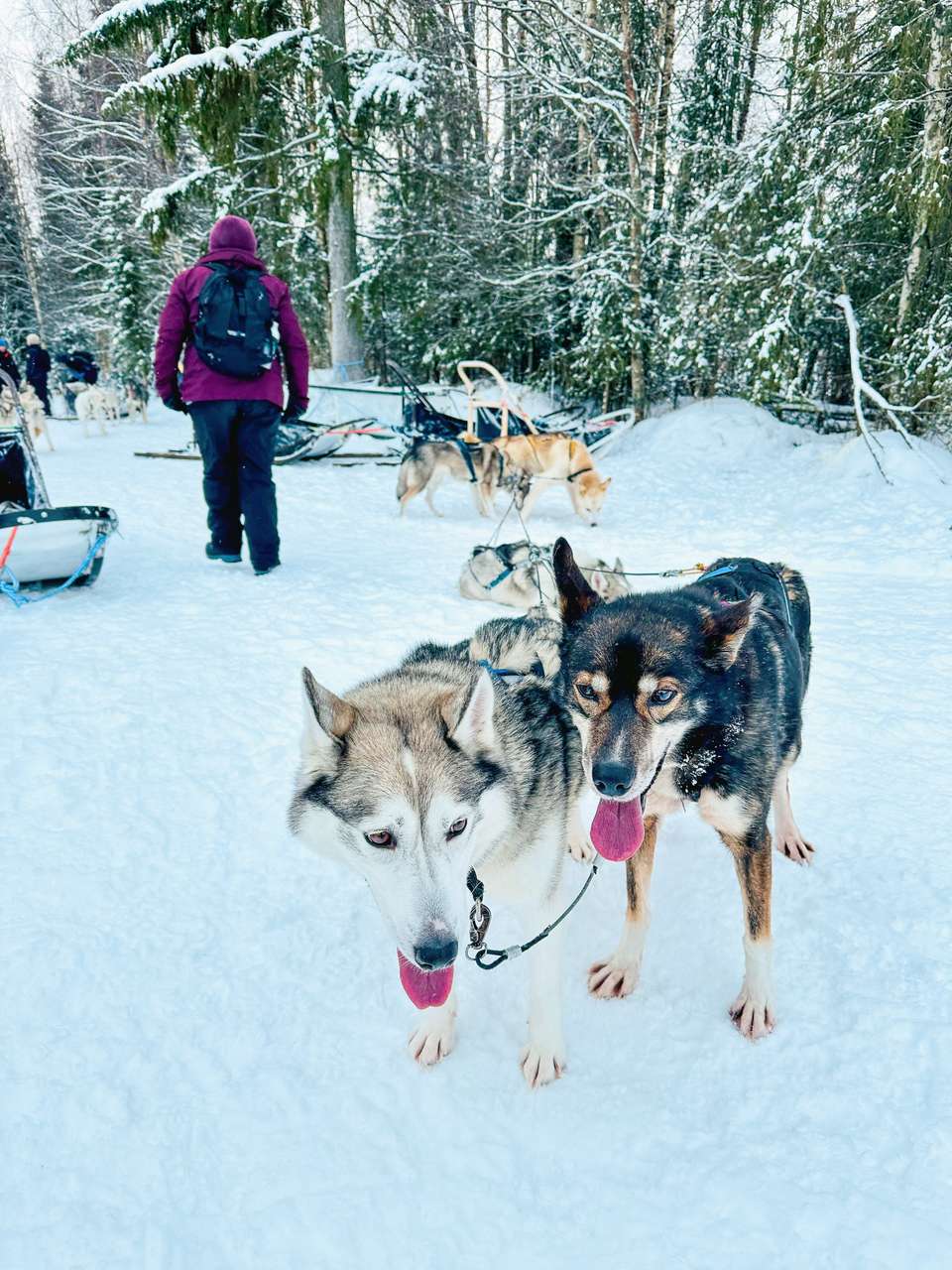 Finland Family Winter Adventure - Exodus Adventure Travels - Finland - Image 13