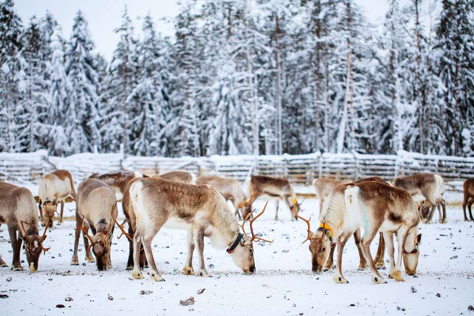 Finnish Lapland in Winter - Intrepid Travel - Finland - Image 8