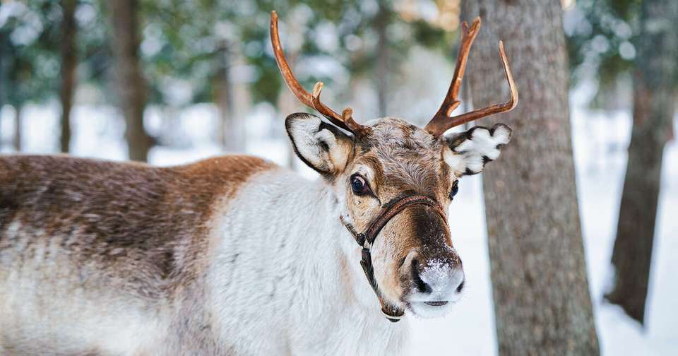 Finnish Lapland Winter Adventure - Explore - Finland - Image 5