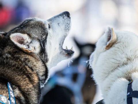 Finland Guided Tours: Finnish Lapland Winter Adventure