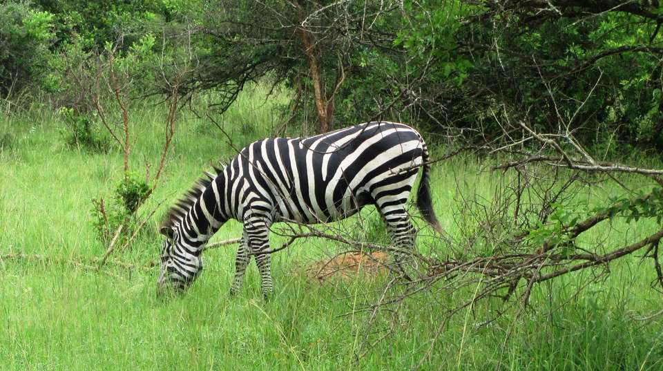 Five Day Gorilla Trekking & Wildlife Safari in Uganda - Valiant Safaris - Uganda - Image 3
