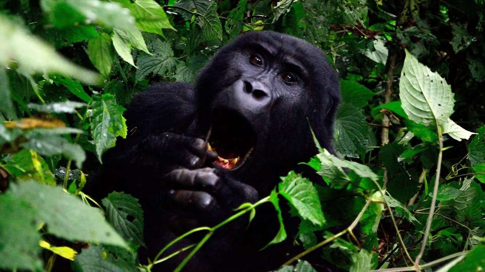 Five Day Gorilla Trekking & Wildlife Safari in Uganda - Valiant Safaris - Uganda - Image 4