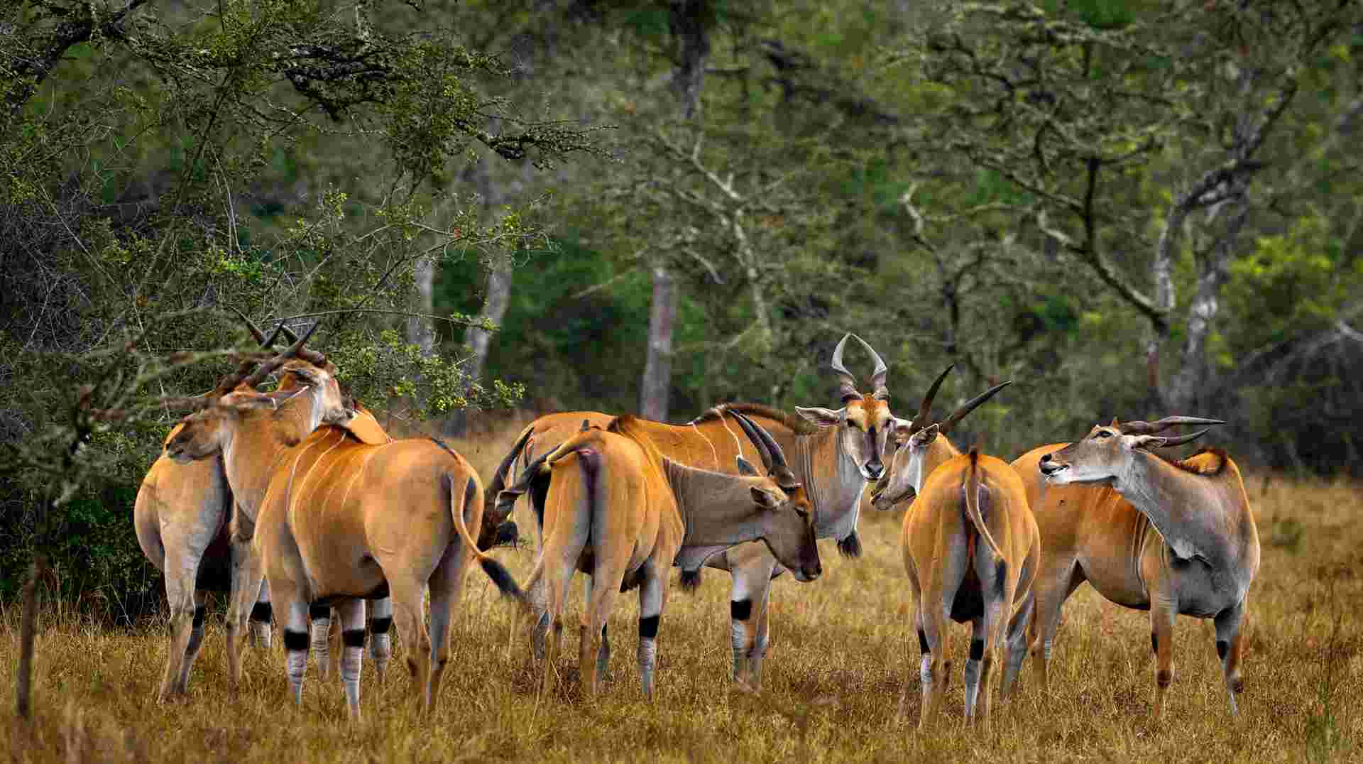 Five Day Gorilla Trekking & Wildlife Safari in Uganda