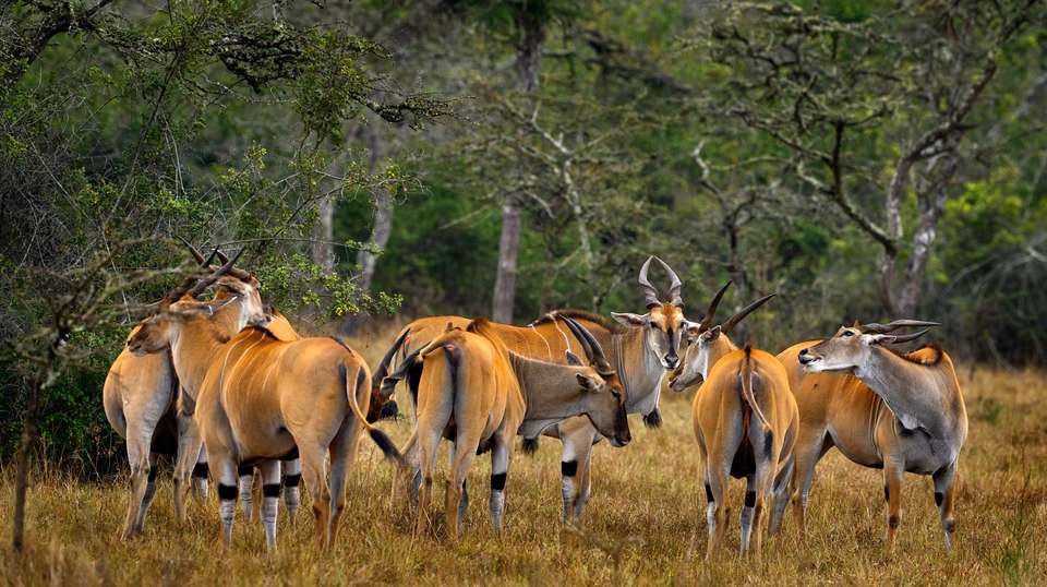 Five Day Gorilla Trekking & Wildlife Safari in Uganda - Valiant Safaris - Uganda - Image 1