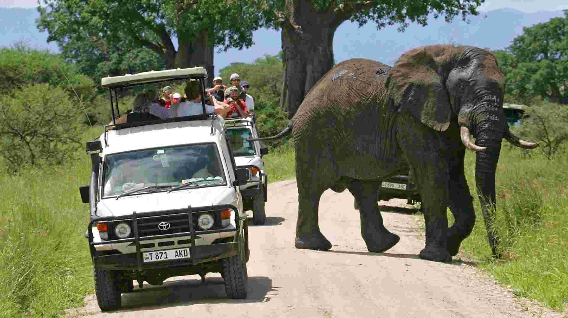 Five Days in Tanzania: Group Safari
