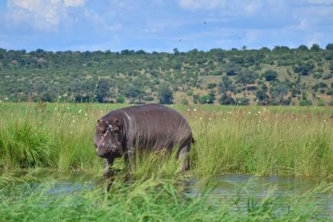 Flame Of Southern Africa: A Luxury Cruise, Rail, And Tour Journey Of A Lifetime - 15 Days