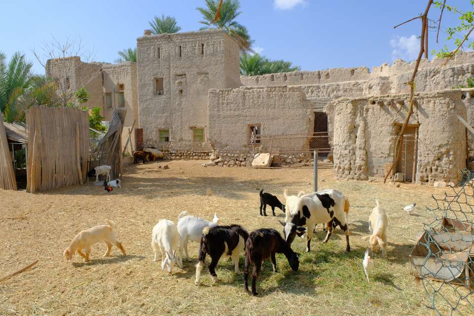 Flavours Of Oman - undefined - Image 13