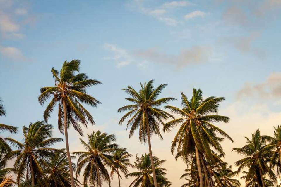 Florida Sunshine: From Miami to Key West - Omega Tours - USA - Image 4