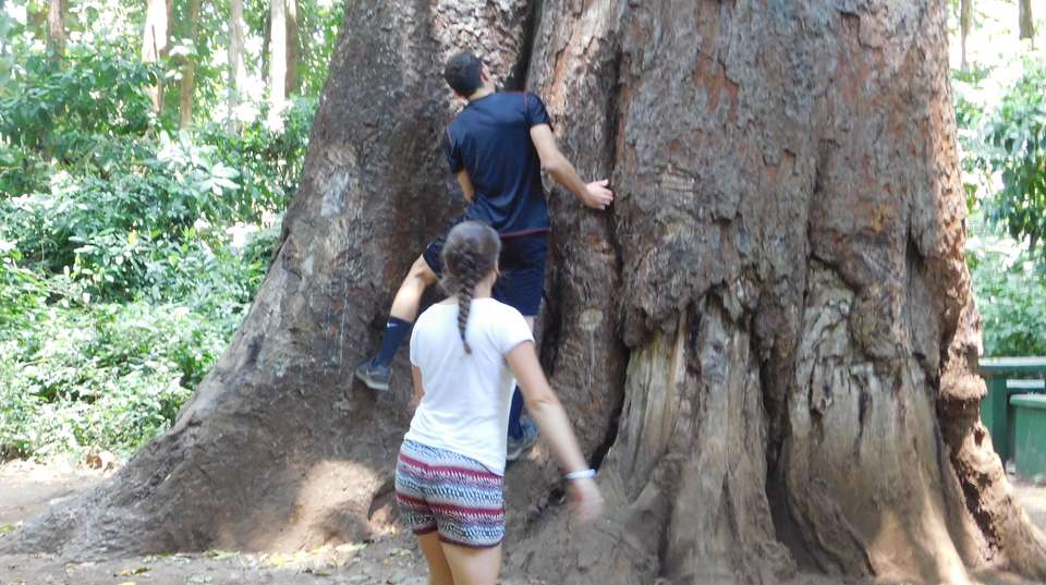 Forest Nature Walks - undefined - Image 2