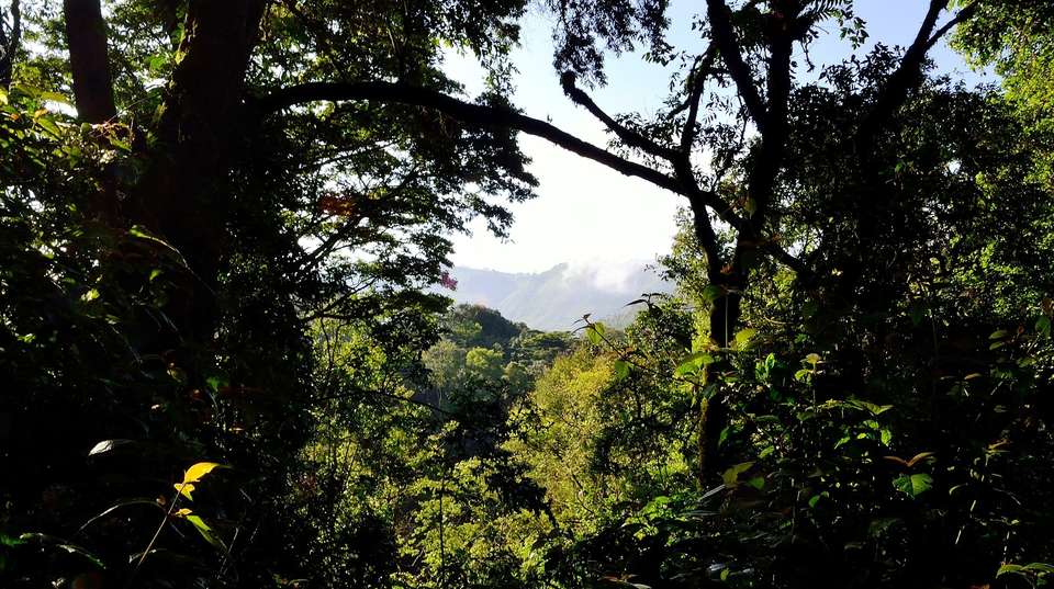 Four Day Gorilla Trekking Safari - Valiant Safaris - Uganda - Image 4