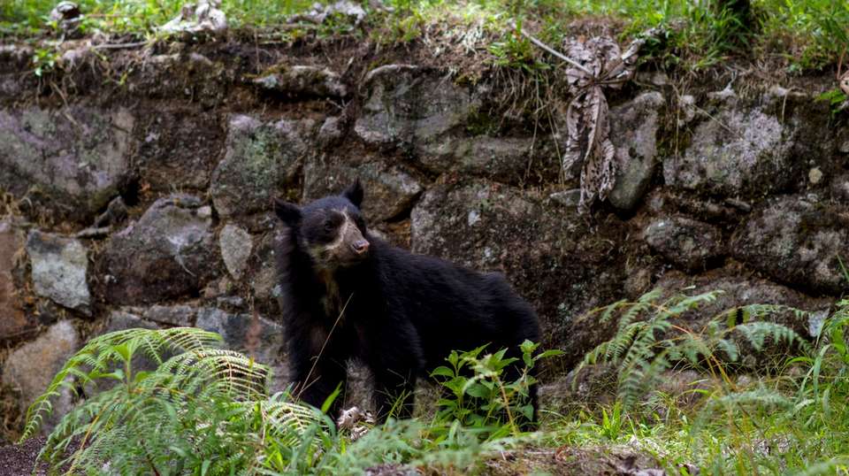 Four-day Hidden Inca Trail to Machu Picchu - Inkayni Peru Tours - Peru - Image 4