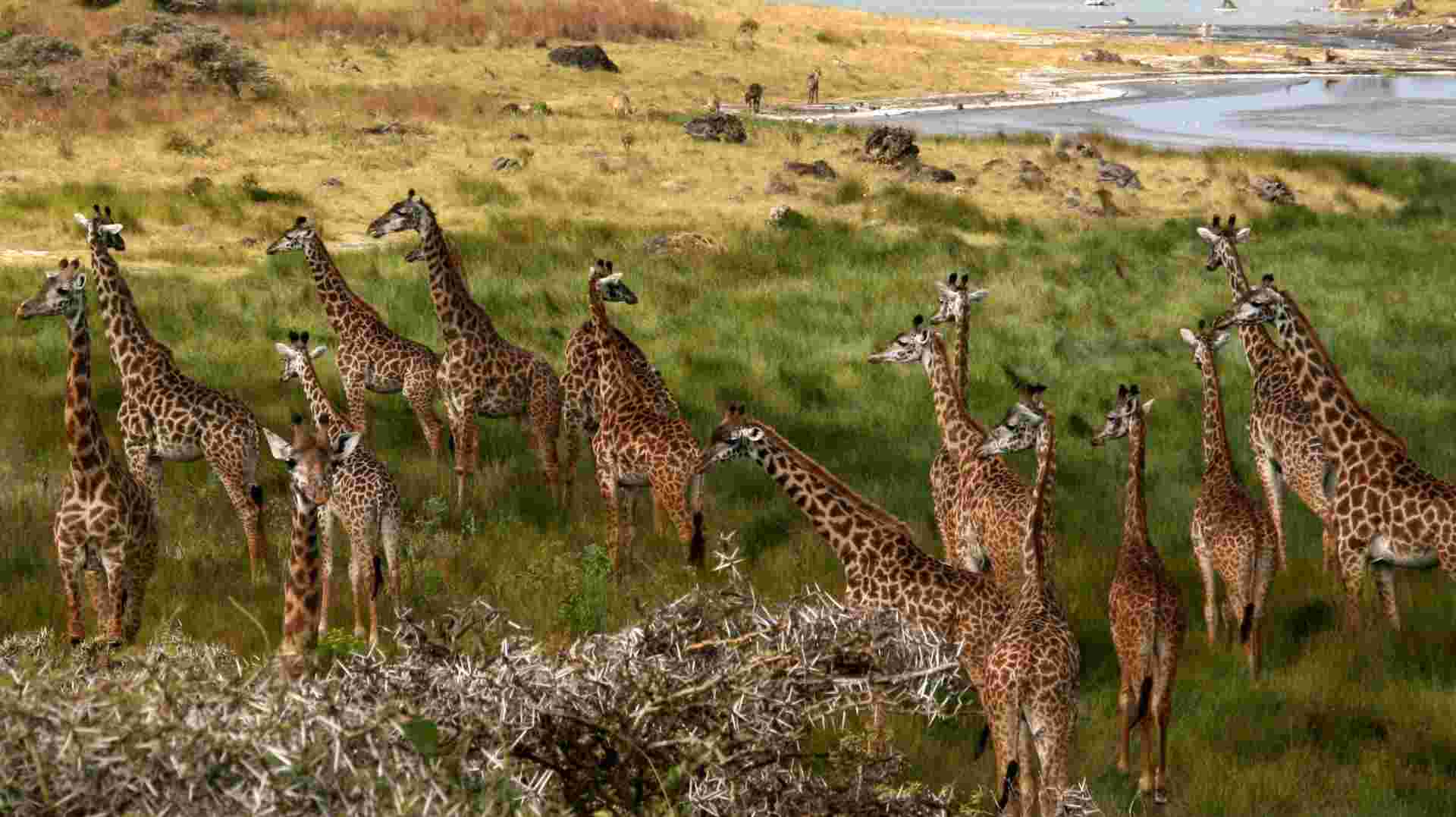 Four-Day Safari: Serengeti, Tarangire and Ngorongoro 