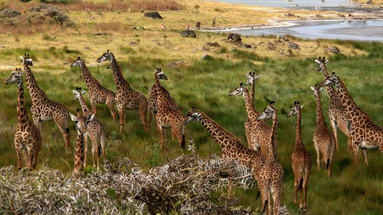 Four-Day Safari: Serengeti, Tarangire and Ngorongoro  - 4 days