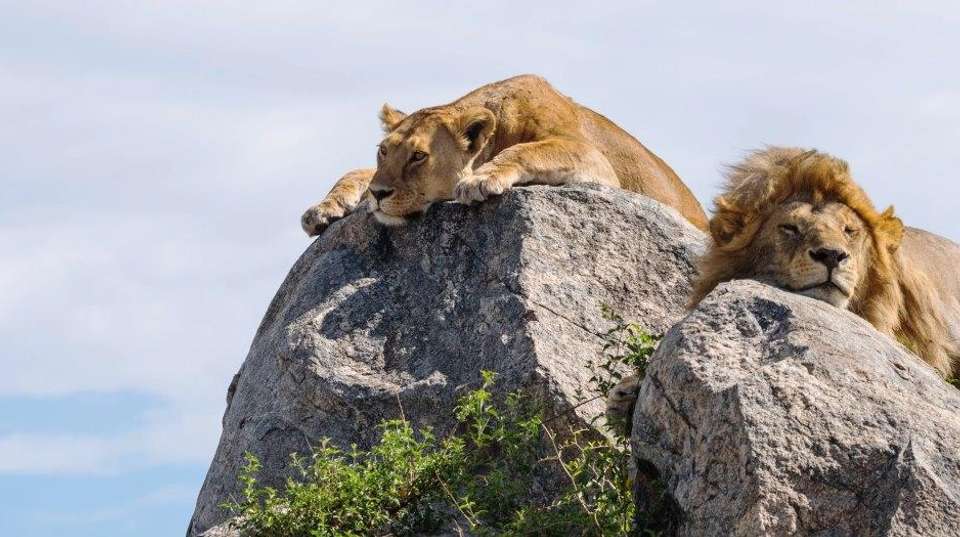 Four-Day Tanzania Safari: Serengeti & Ngorongoro - Kilisa Tours & Safaris - Tanzania - Image 2
