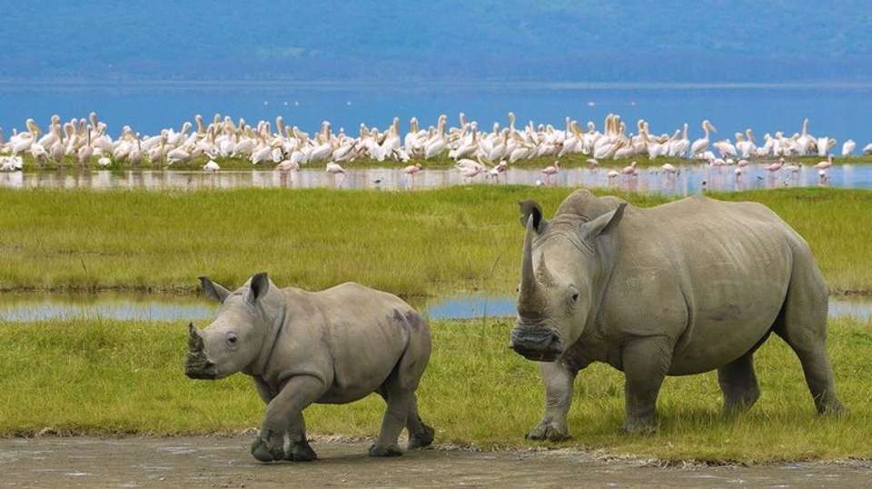 Four-Day Tanzania Safari: Serengeti & Ngorongoro - Kilisa Tours & Safaris - Tanzania - Image 3
