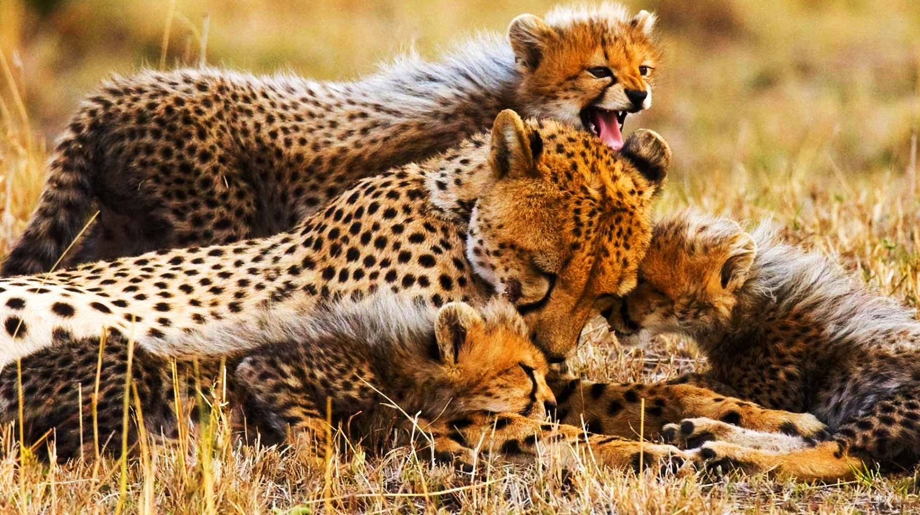 Serengeti National Park game drive