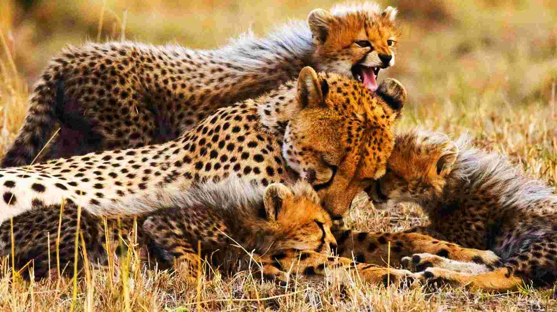 Four-Day Tanzania Safari: Serengeti & Ngorongoro