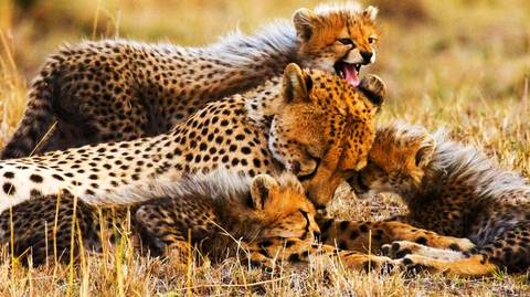 Four-day Tanzania Safari: Serengeti & Ngorongoro - April 2027
