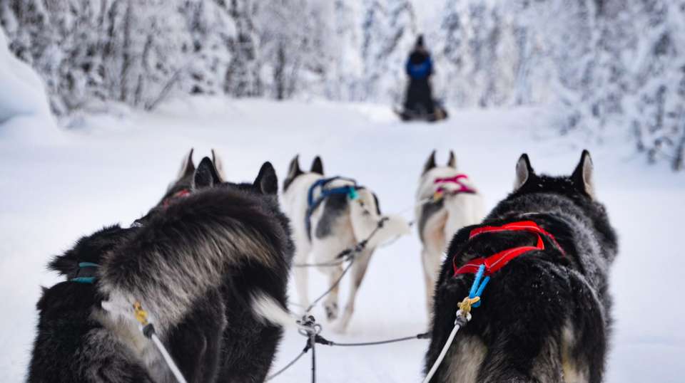Four White Days in Lapland - undefined - Image 5