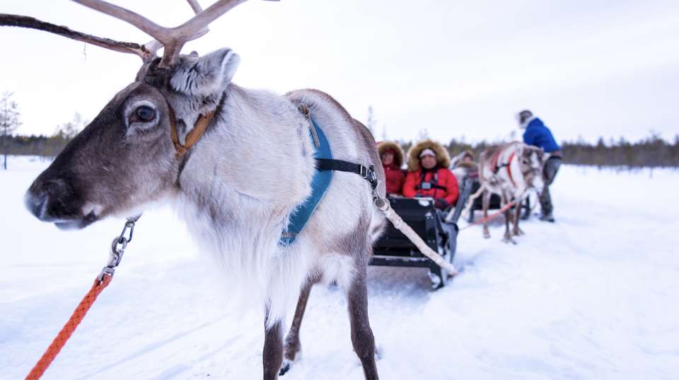 Four White Days in Lapland - undefined - Image 6