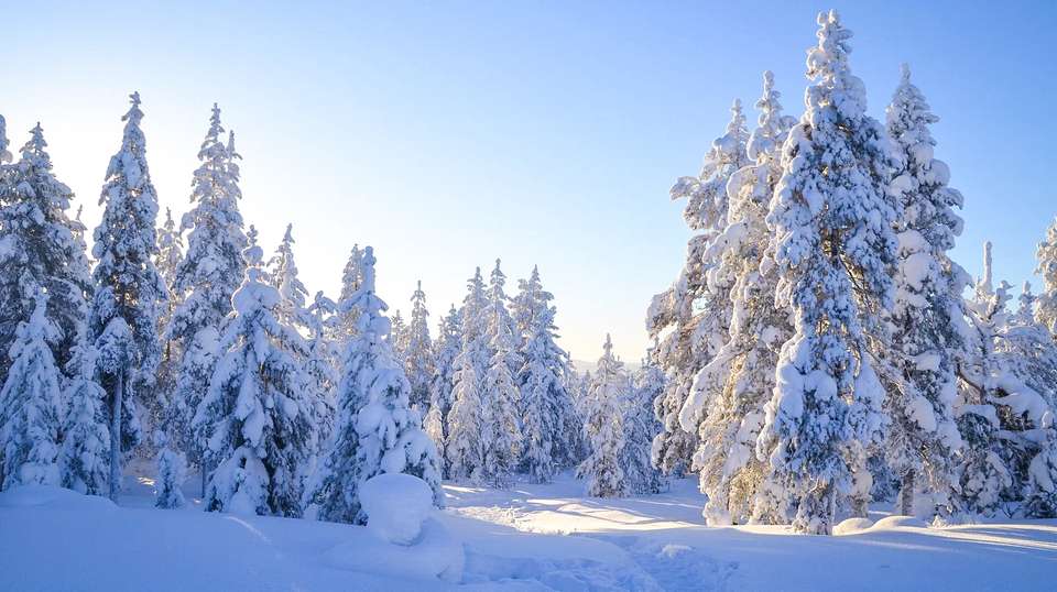 Four White Days in Lapland - undefined - Image 11