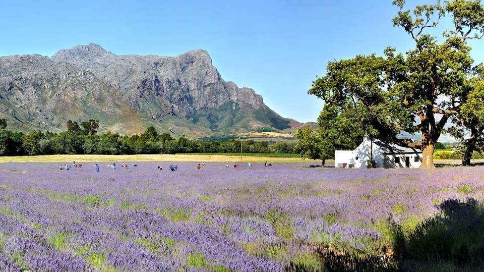 Franschhoek Wine Tram Experience - undefined - Image 7