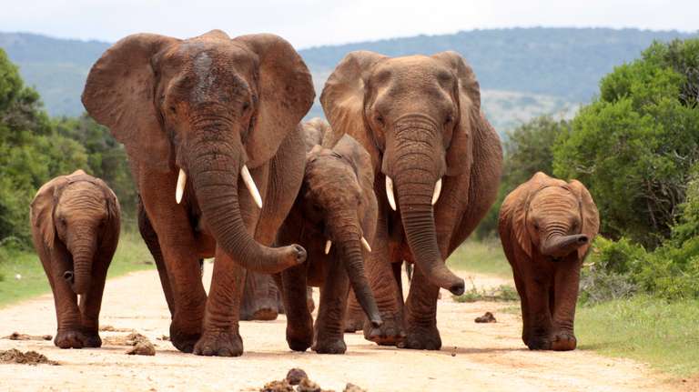 Full Day Big 5 Safari - 8 hours