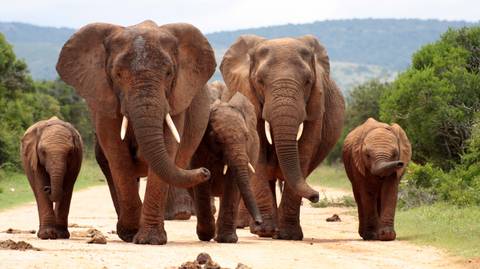 Full Day Big 5 Safari