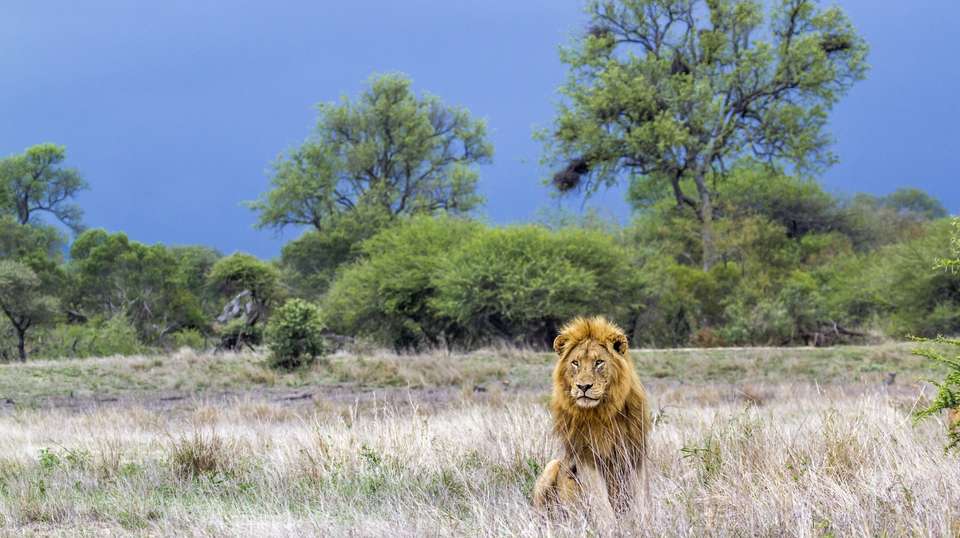 Full Day Big 5 Safari - undefined - Image 2