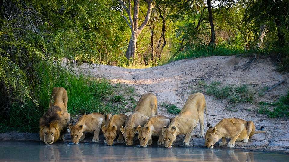 Full Day Big 5 Safari - undefined - Image 3