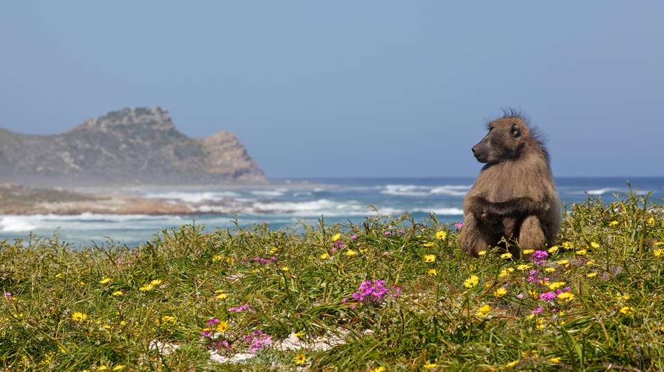 Full Day Cape Peninsula Tour - Cullinan Guided Journeys - South Africa - Image 4
